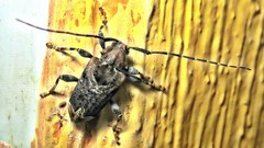 Trypanidius dimidiatus