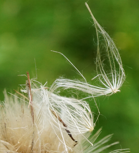 Image of Cirsium pannonicum by (c) Patrick Hacker, some rights reserved (CC BY)