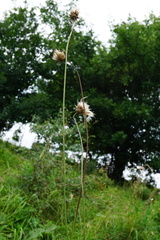 Cirsium pannonicum
