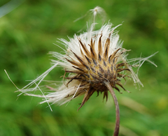 Cirsium pannonicum