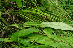 Cirsium pannonicum