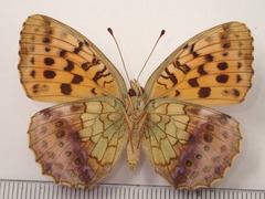 Brenthis daphne rabdia