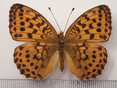 Brenthis daphne rabdia