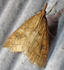 Udea profundalis