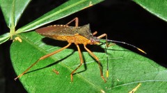 Leptoscelis elongator