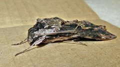 Erinnyis oenotrus