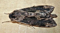 Erinnyis oenotrus