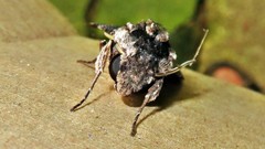 Erinnyis oenotrus