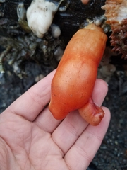 Halocynthia aurantium