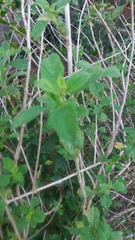 Melissa officinalis