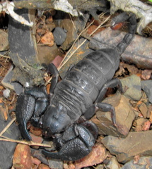 Opisthacanthus validus