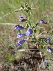 Scutellaria antirrhinoides