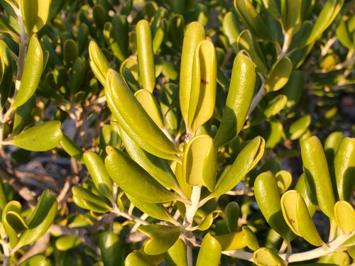 Image of Jacquinia keyensis by (c) Tom Field, some rights reserved (CC BY)