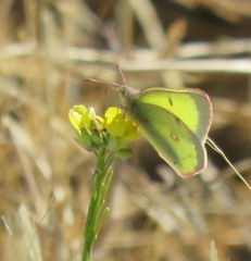 Colias philodice eriphyle