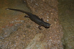 Lissotriton maltzani