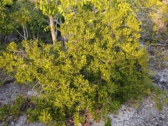 Jacquinia keyensis