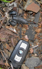 Opisthacanthus validus