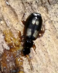 Carabidae