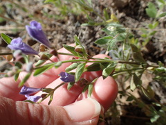 Scutellaria antirrhinoides