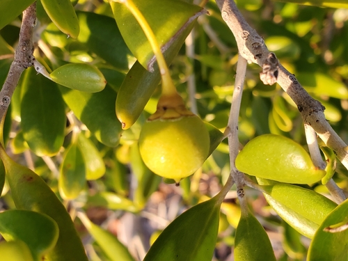 Image of Jacquinia keyensis by (c) Tom Field, some rights reserved (CC BY)