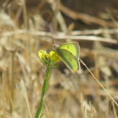 Colias philodice eriphyle