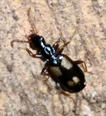 Carabidae