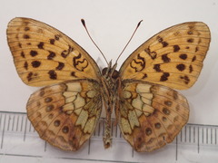 Brenthis daphne rabdia