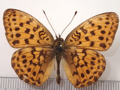 Brenthis daphne rabdia