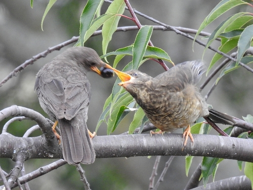 Chiguanco Thrush (Turdus chiguanco), photo 8