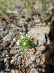 Navarretia intertexta
