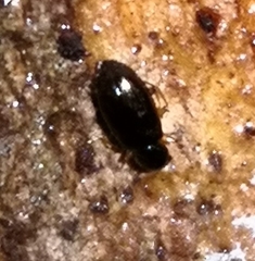 Coleoptera