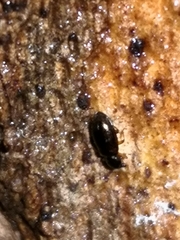 Coleoptera