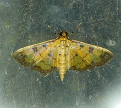 Ategumia ebulealis