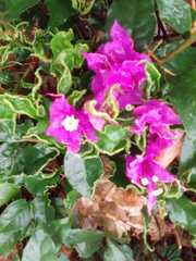 Bougainvillea