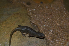 Lissotriton maltzani