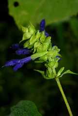 Salvia atrocyanea