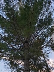Pinus strobus