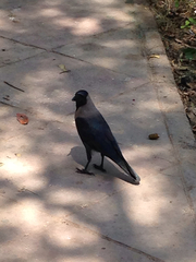 Corvus splendens