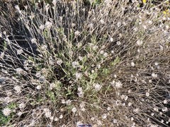 Centaurea hyssopifolia