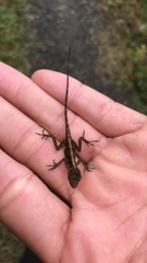 Anolis sagrei