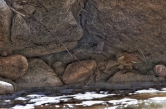 Cinclodes atacamensis