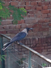 Corvus splendens
