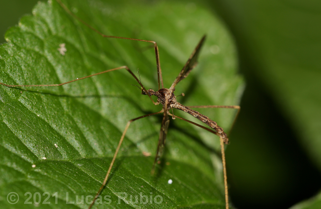 Epiphragma imitans