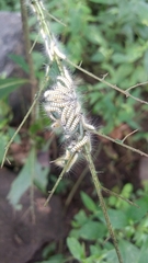 Zygaenoidea