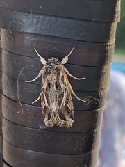 Spodoptera pulchella