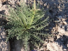 Reseda suffruticosa