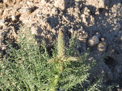 Reseda suffruticosa