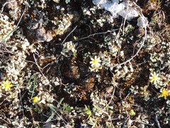 Jacobaea minuta