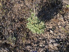 Helianthemum squamatum