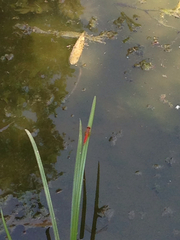 Crocothemis servilia